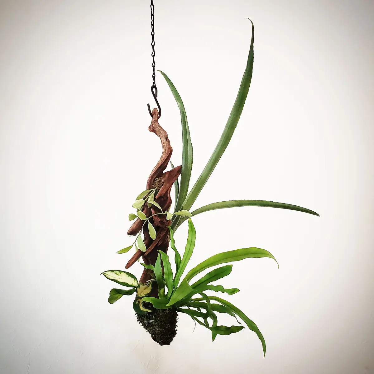 着生植物流木ハンギング｜そだレポ（栽培レポート）byrimoreo