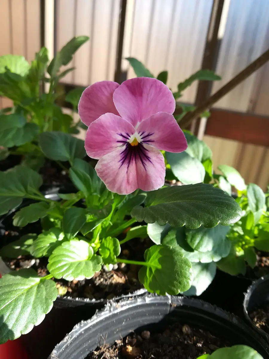 最終値下げ！花満開 セット （最終値下げ！花満開 セット （ピクミン 