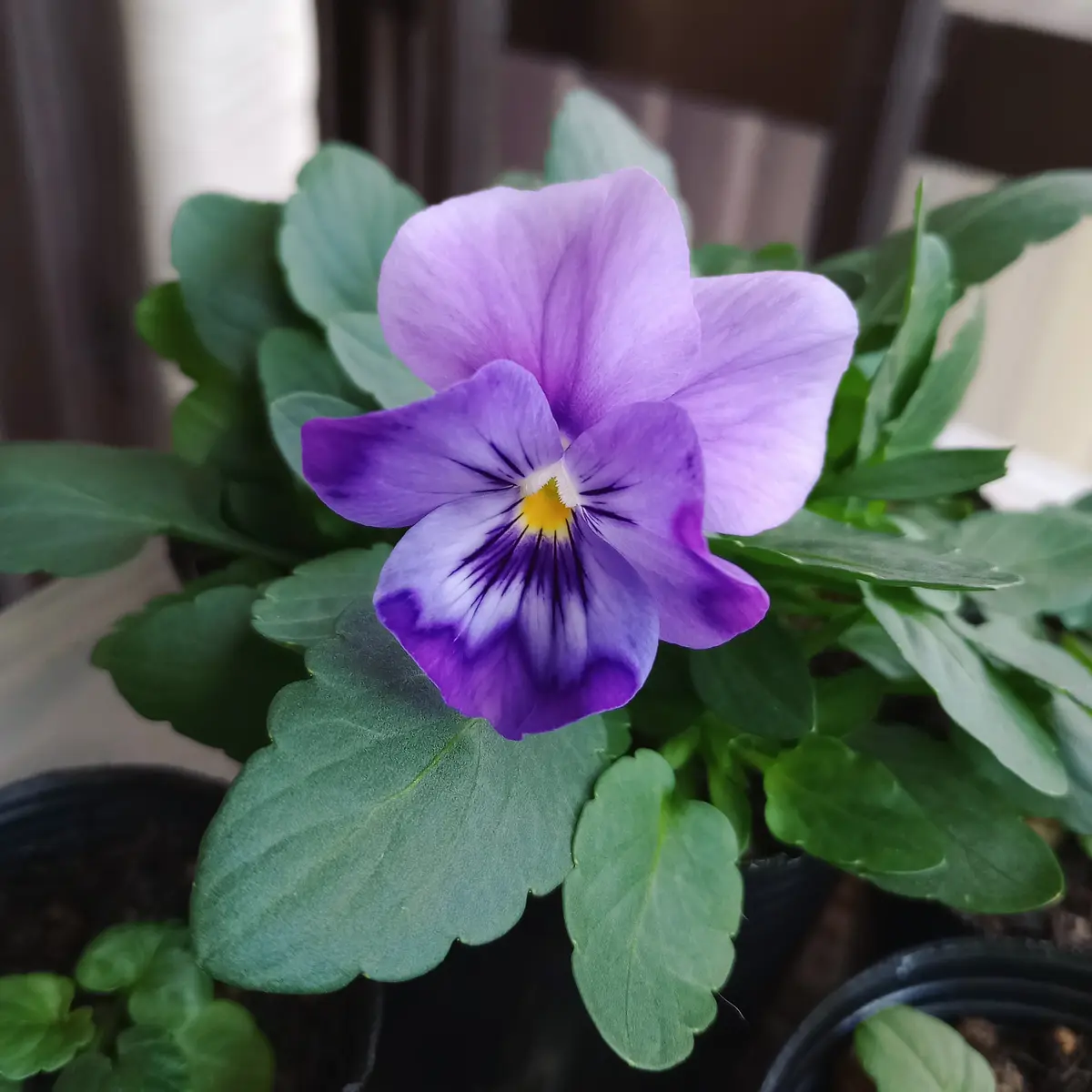 種まきパンジー2022｜そだレポ（栽培レポート）byRUNAとRIN｜みんなの