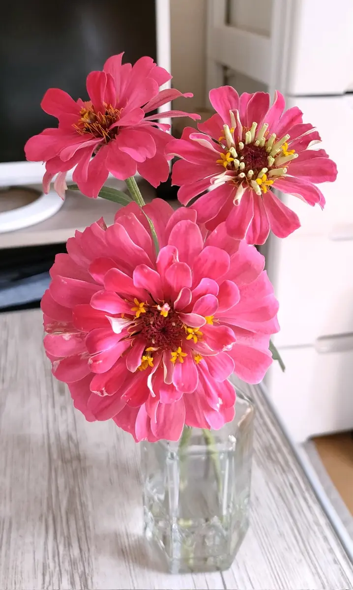 お花屋さんでもらったジニア種をまいてみた｜そだレポ（栽培