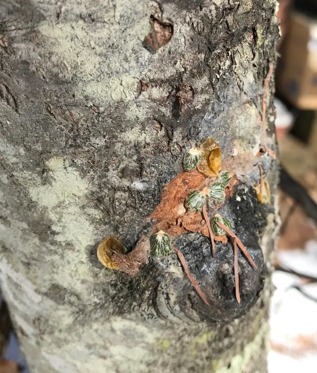 ヤドリギ　205〜12/14(日)夕方採取 木を弱らせてしまうヤドリギを採取する「ヤドリギプロジェクト