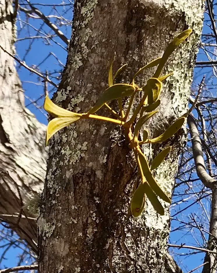 ヤドリギno.55 良型大型 ヤドリギno.55 良型大型 特別】AER__6710様の専用出品