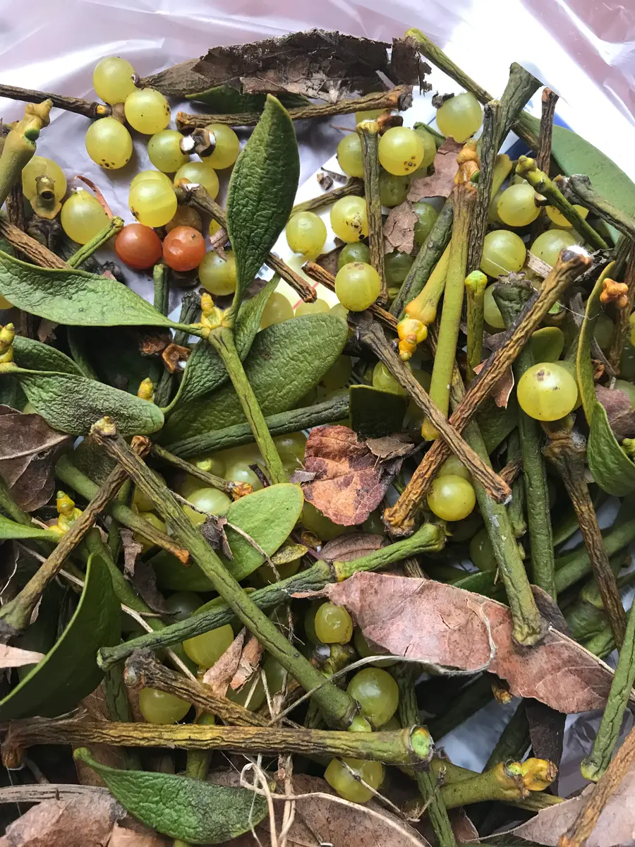 親樹木付き宿木ヤドリギオレンジ色の実‼️縁起物幸せ運ぶ木♪