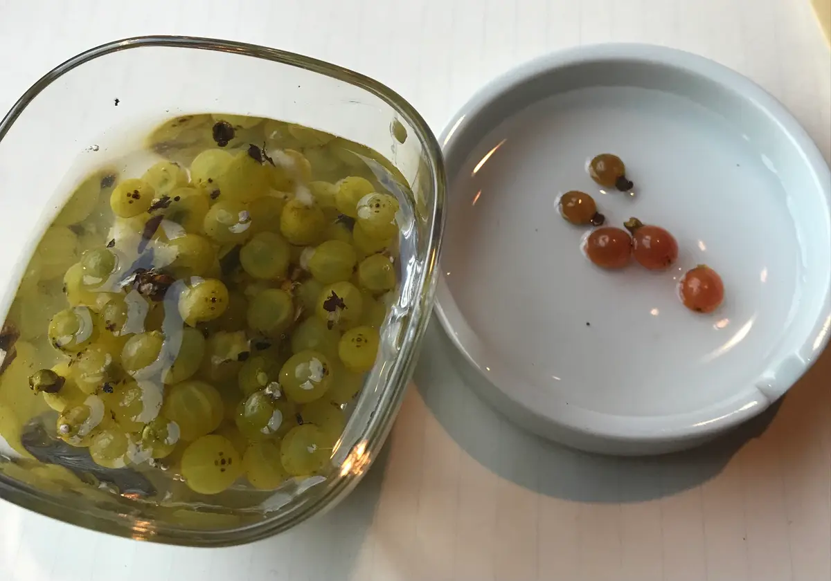 ヤドリギを宿らせてみようと思います｜そだレポ（栽培レポート）by四季