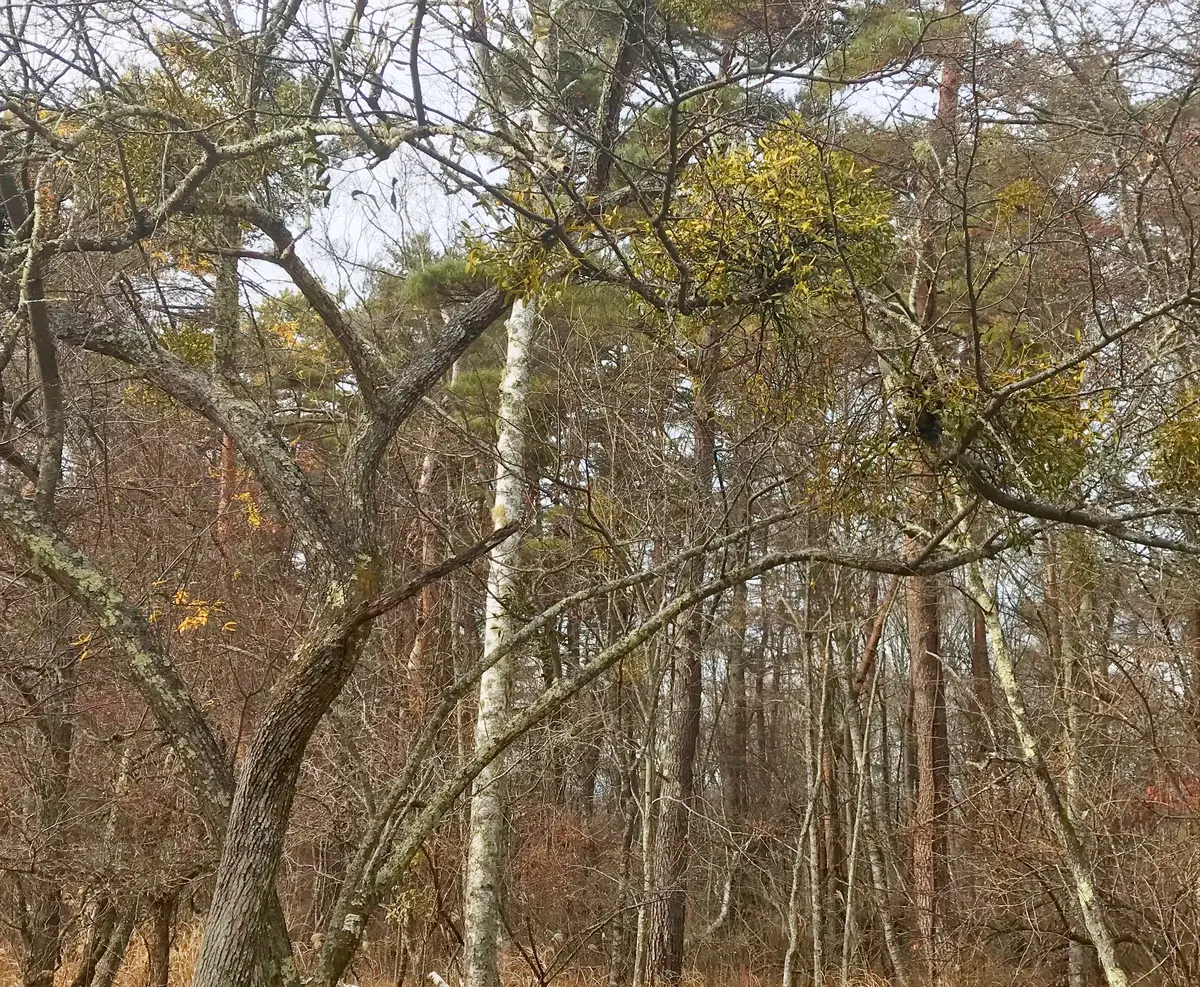 ヤドリギを宿らせてみようと思います｜そだレポ（栽培レポート）by四季