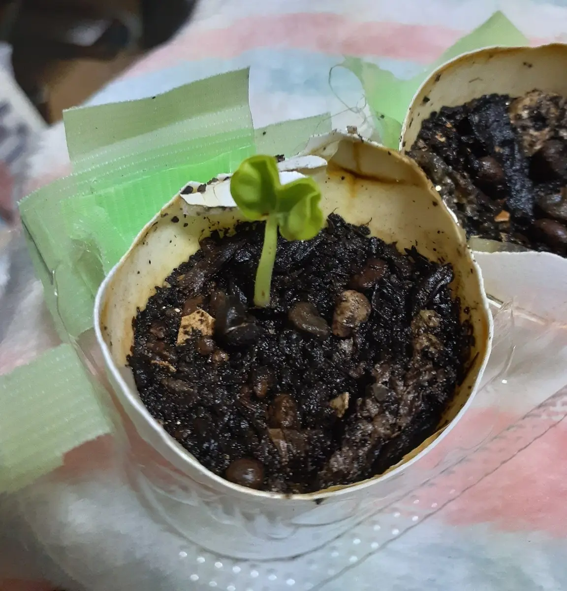 生花で売っていたローゼルの実から種を採取して栽培｜そだレポ（栽培 