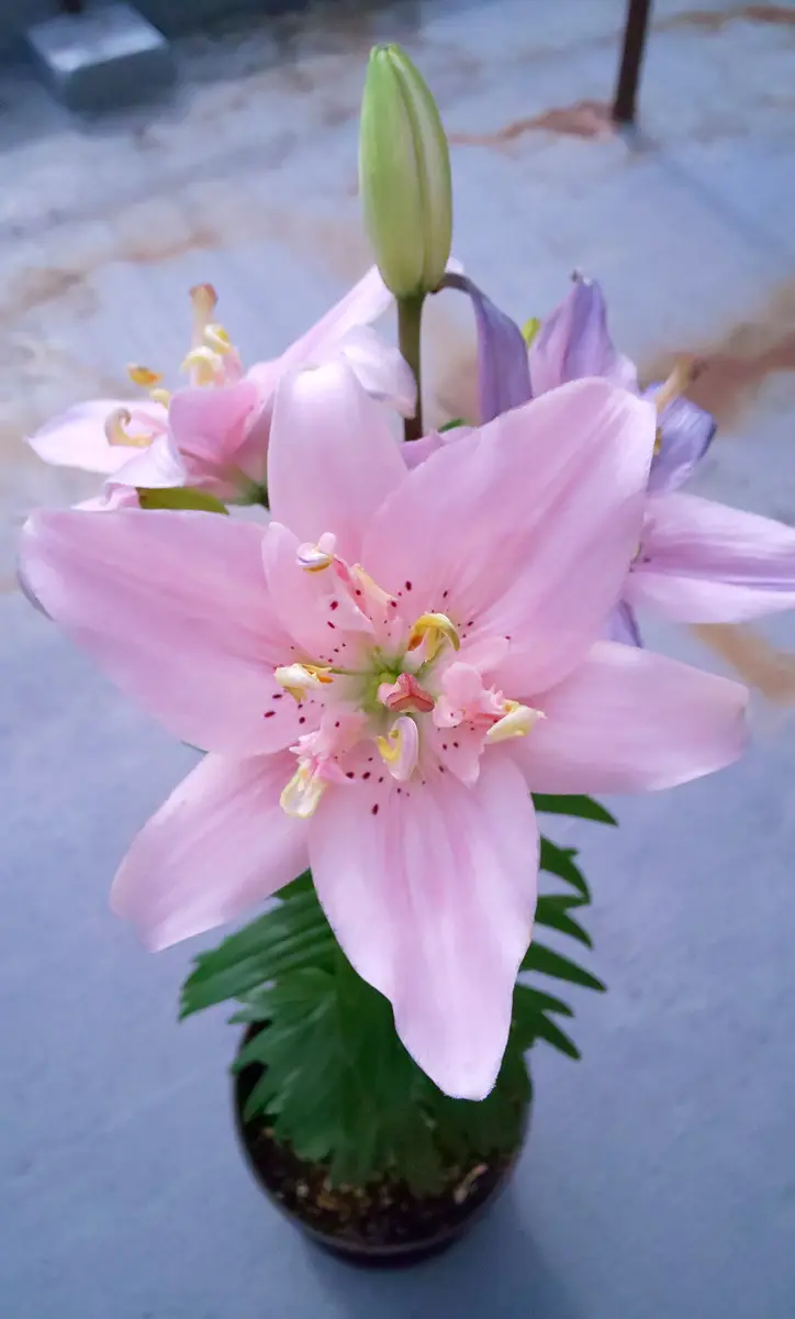 3輪目が開花しました。(⌒‐⌒)「ピンクの百合が欲しいから 3輪目が開花しました。(⌒‐⌒)「ピンクの百合が欲しいから