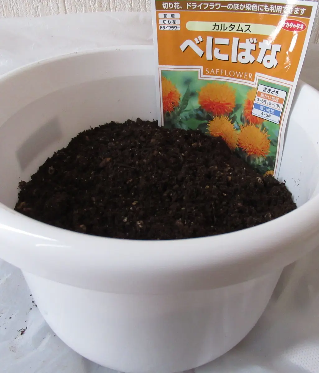 べにばなを育てて見たい｜そだレポ（栽培レポート）by花だより・・｜みんなの趣味の園芸
