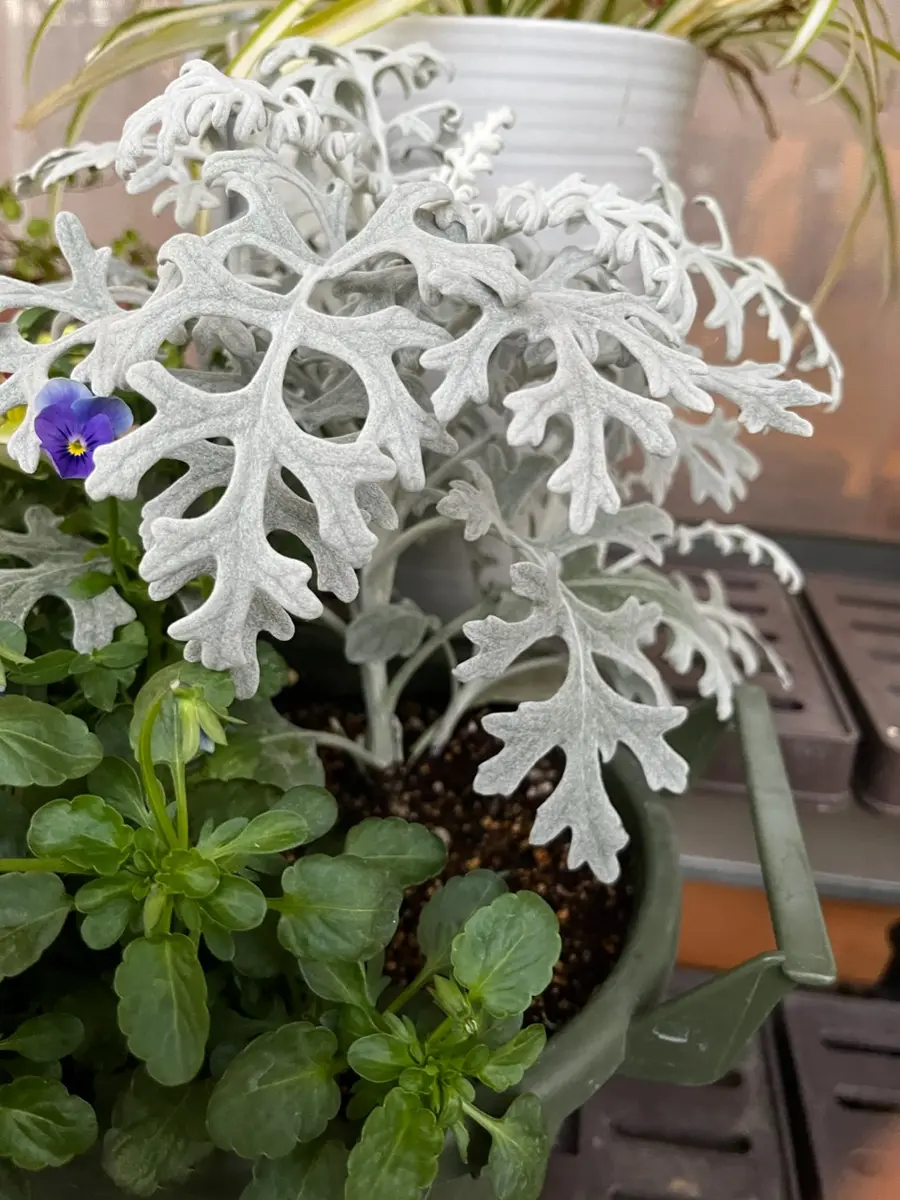 シロタエギクを挿し木してみる｜そだレポ（栽培レポート）byみはな