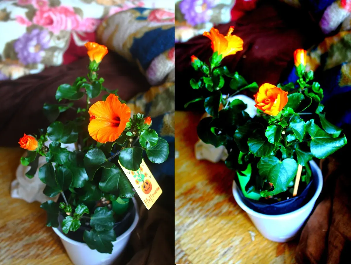 お気に入りの花屋で見たのが運のツキ・・・｜そだレポ（栽培レポート