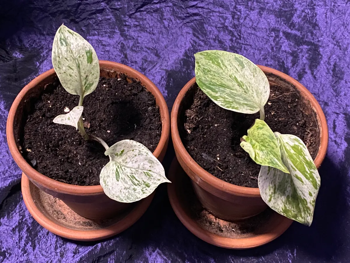 フィロデンドロン スノークイーン 1611 フラワー・ガーデニング フィロデンドロン スノークイーン