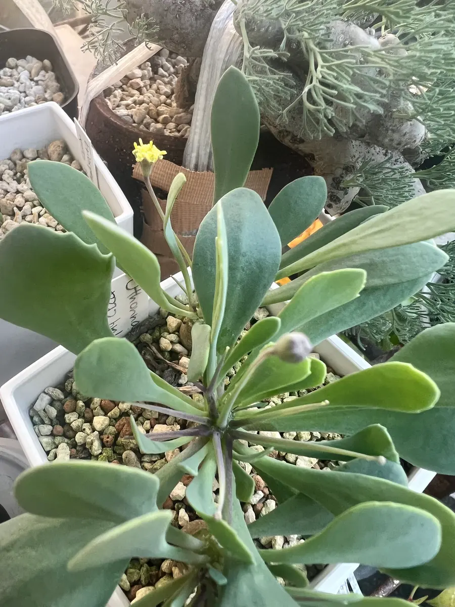 ミニチュアのユーフォルビオイデスを種子から育てます｜そだレポ（栽培