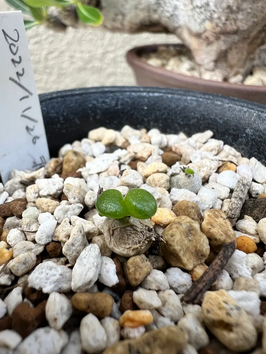 ペアルソニーの大きいのは高い❗️種子から育てる‼️｜そだレポ（栽培