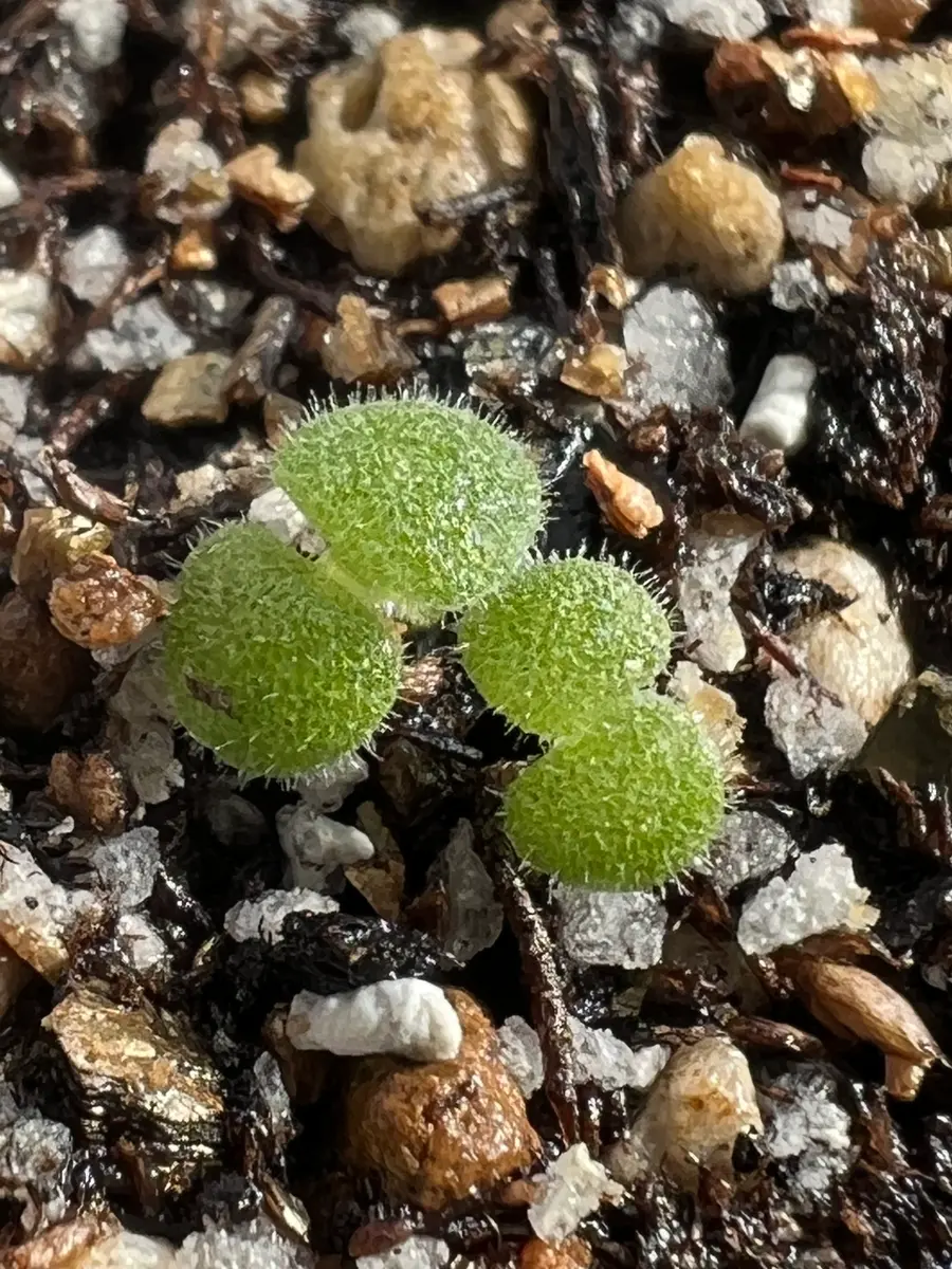 レアなチレコドン・シングラリスを種子から育てる‼️｜そだレポ（栽培