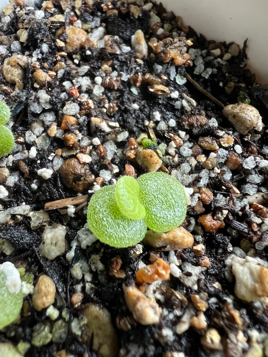 チレコドン　シンギュラリス　シングラリス　休眠中 チレコドン シンギュラリス シングラリス 休眠中