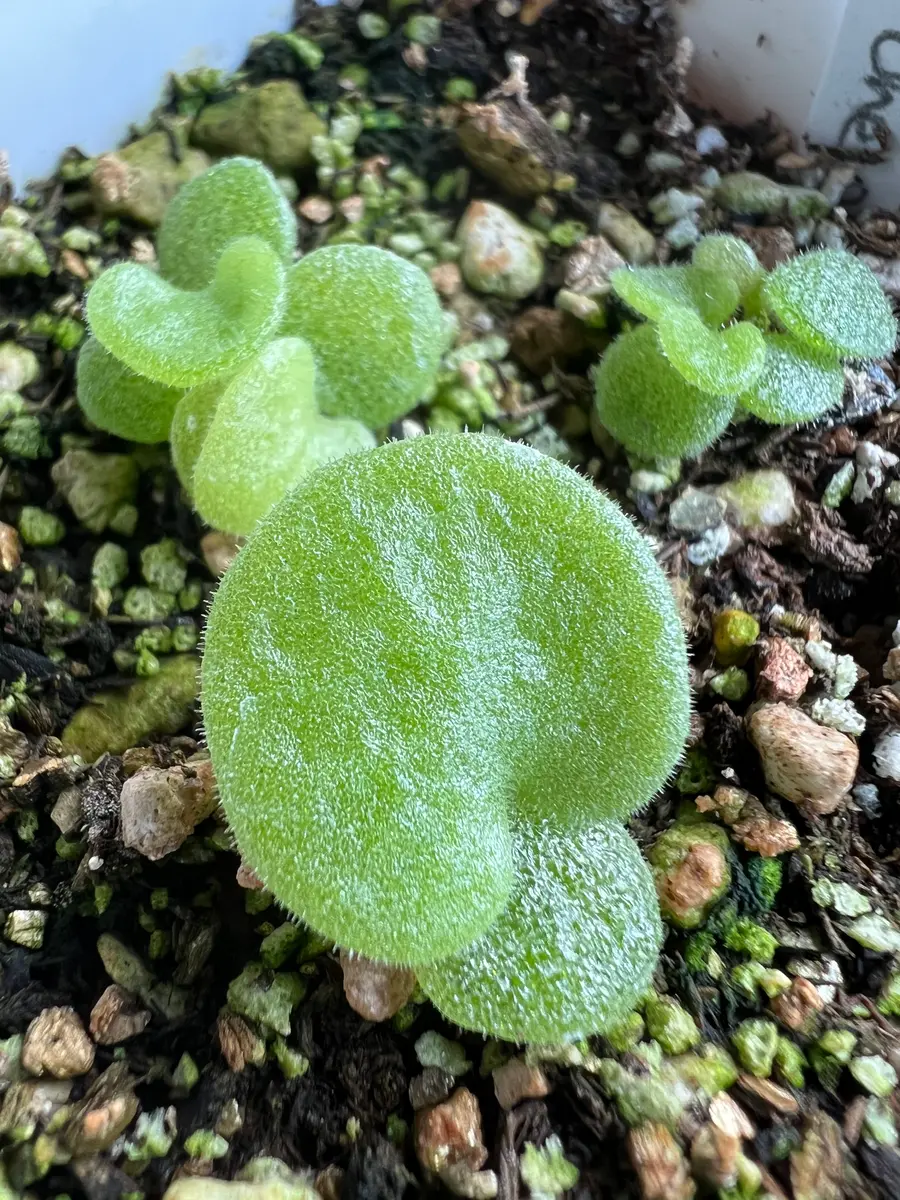 レアなチレコドン・シングラリスを種子から育てる‼️｜そだレポ（栽培