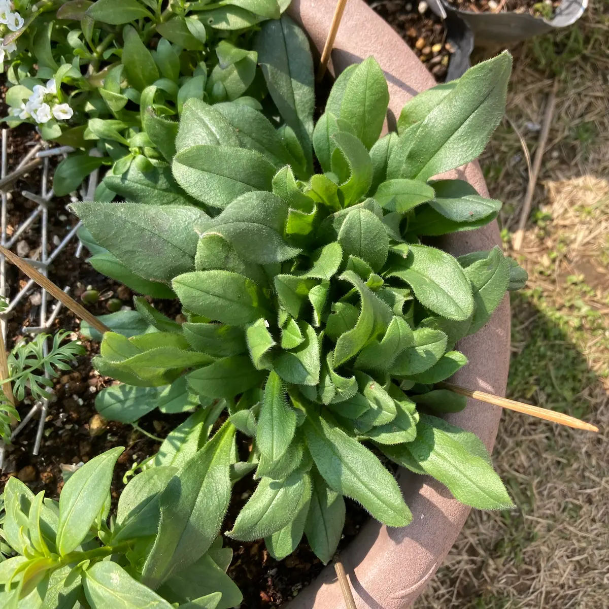 種採りした勿忘草を春に向けて育てる｜そだレポ（栽培レポート