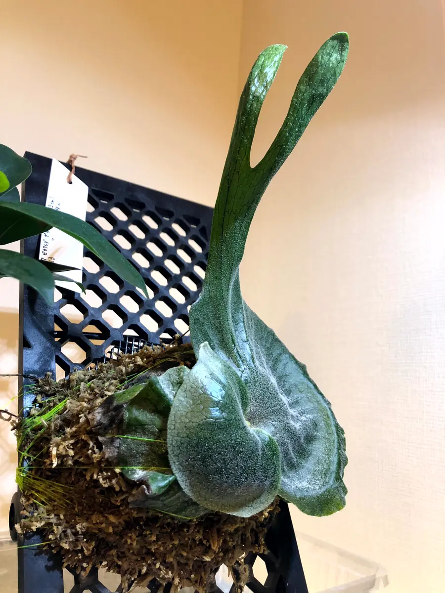 初めてのビガクシダ・グランデの板付け育成に挑戦｜そだレポ（栽培