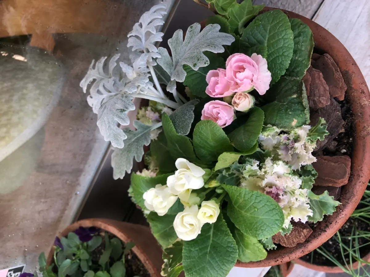 プリムラジュリア 花器 プリムラジュリアン 寄せ植え プリムラ