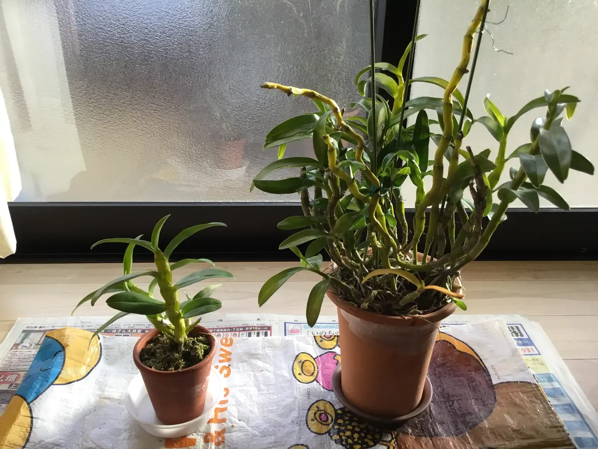 咲くのかな、株分けしたデンドロビューム｜そだレポ（栽培レポート）by