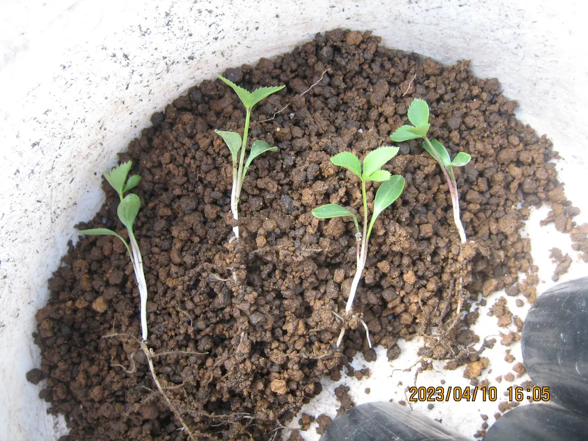 クリスマスローズの苗5年から です。根が、しっかりしてます。 クリスマスローズ 2年苗 5本｜Yahoo!フリマ（旧PayPayフリマ）