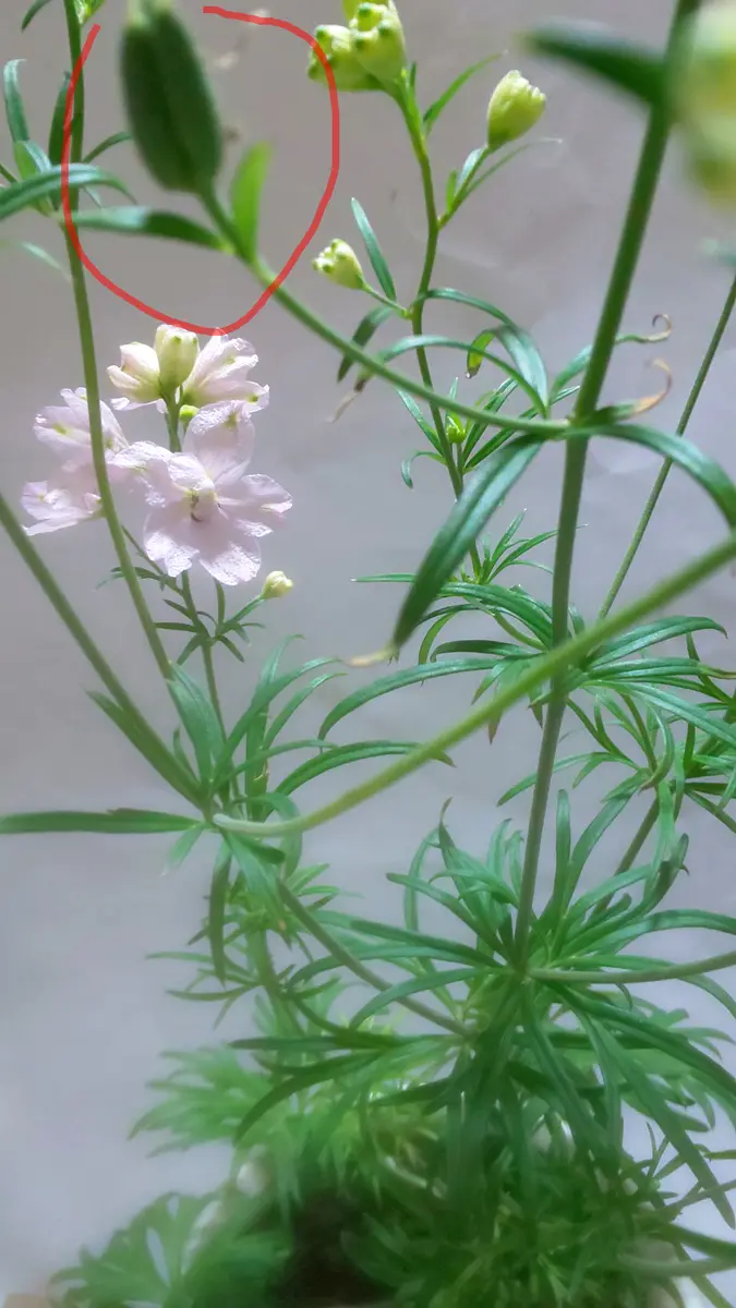 初めて買った[さくらひめ]に種が出来たから種から子株を殖やしてみる