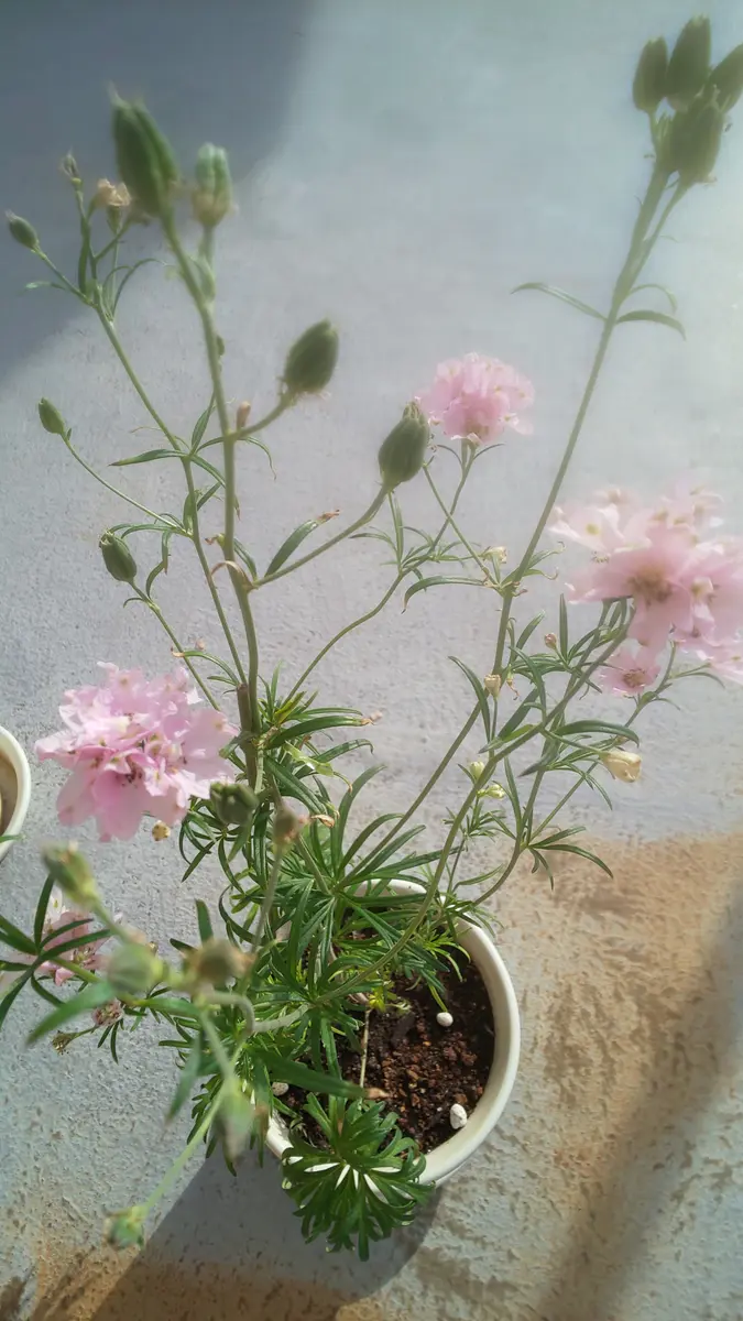 初めて買った[さくらひめ]に種が出来たから種から子株を殖やしてみる