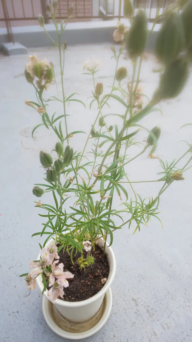 初めて買った[さくらひめ]に種が出来たから種から子株を殖やしてみる