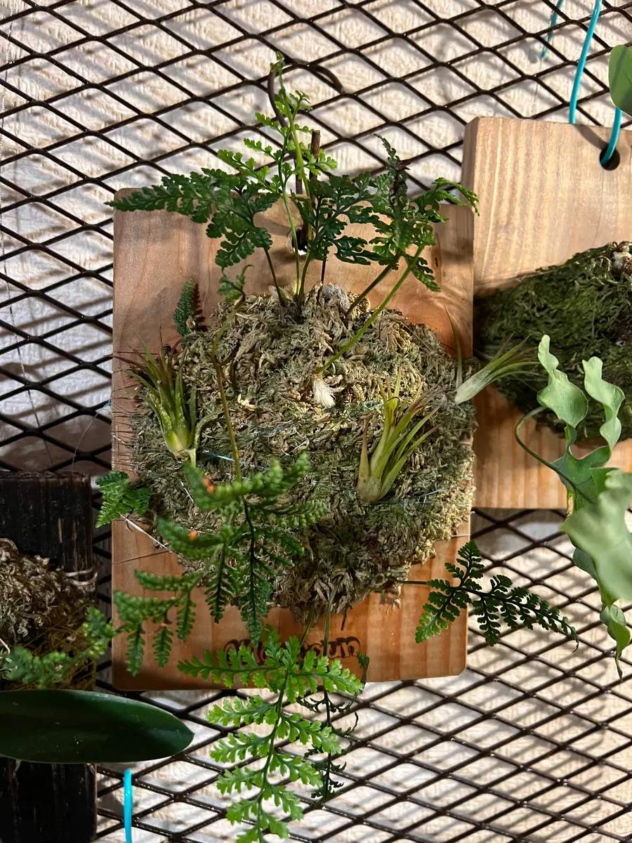 トキワシノブとイオナンタフェゴ板付けの中で調和すると思う?｜そだ