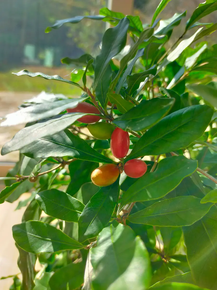 花芽付き！ミラクルフルーツ　苗　苗木　花芽 花芽付き！ミラクルフルーツ 苗 苗木 花芽