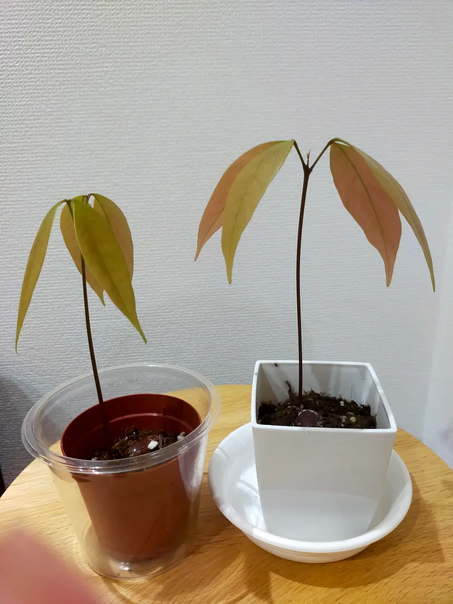 ライチ苗 6号 花芽付き 接木苗 (ポットポーヘン 6号 小苗 ライチ苗 6号 花芽付き 接木苗 (ポットポーヘン 6号 小苗