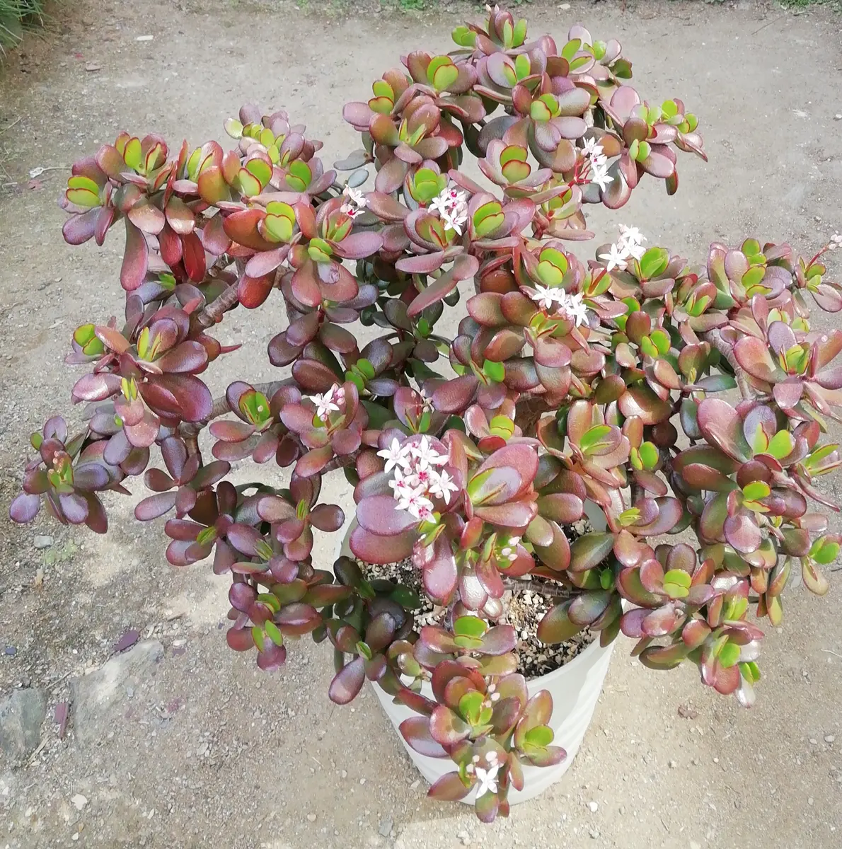 金のなる木に花が咲いた (1) 2022年｜そだレポ（栽培レポート）by