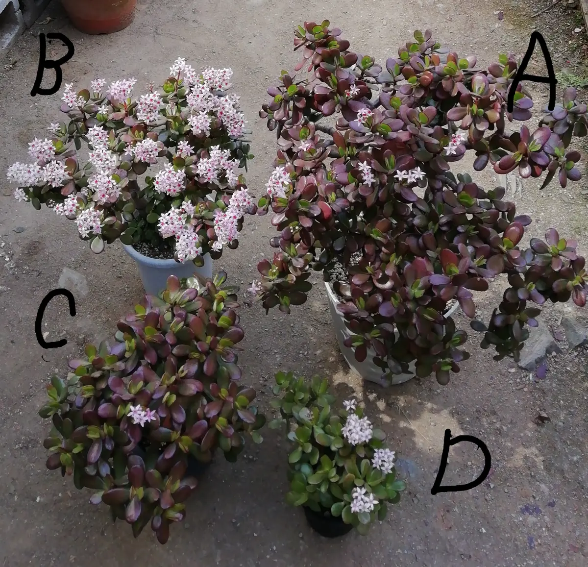 金のなる木に花が咲いた (1) 2022年｜そだレポ（栽培レポート）by