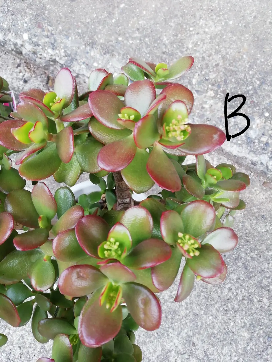 金のなる木　巨大　毎年花が咲きます 金のなる木 大きくなりすぎ その秘密は？ | 植物の秘島