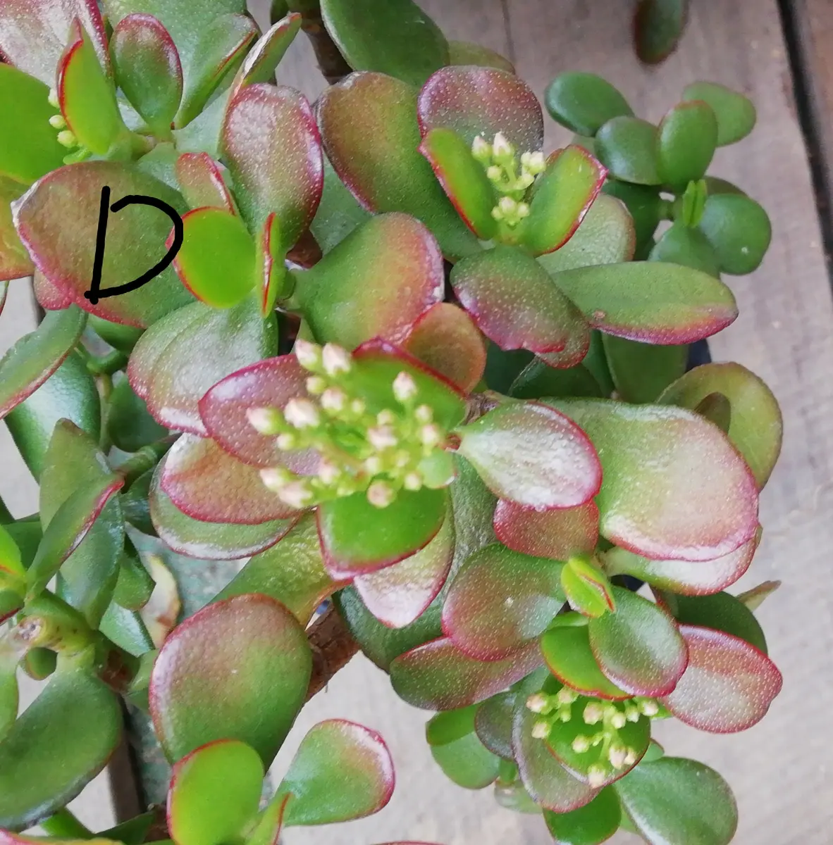 金のなる木　巨大　毎年花が咲きます 金のなる木に花が咲いた (1) 2022年｜そだレポ（栽培レポート）by