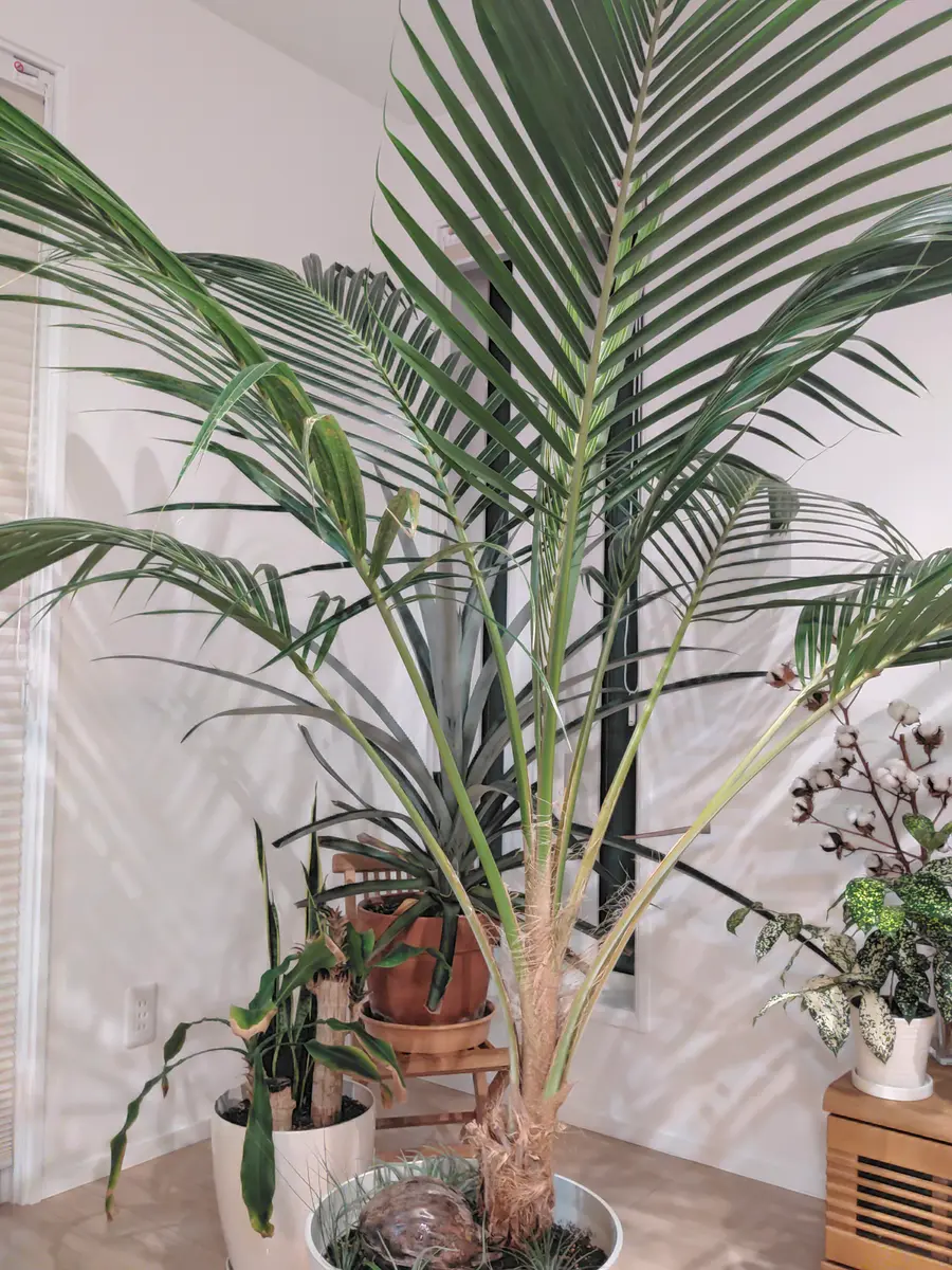 日本のヤシの木 181.72 1/72 ヤシの木セットA(アジア仕様) | ジョーフィックス