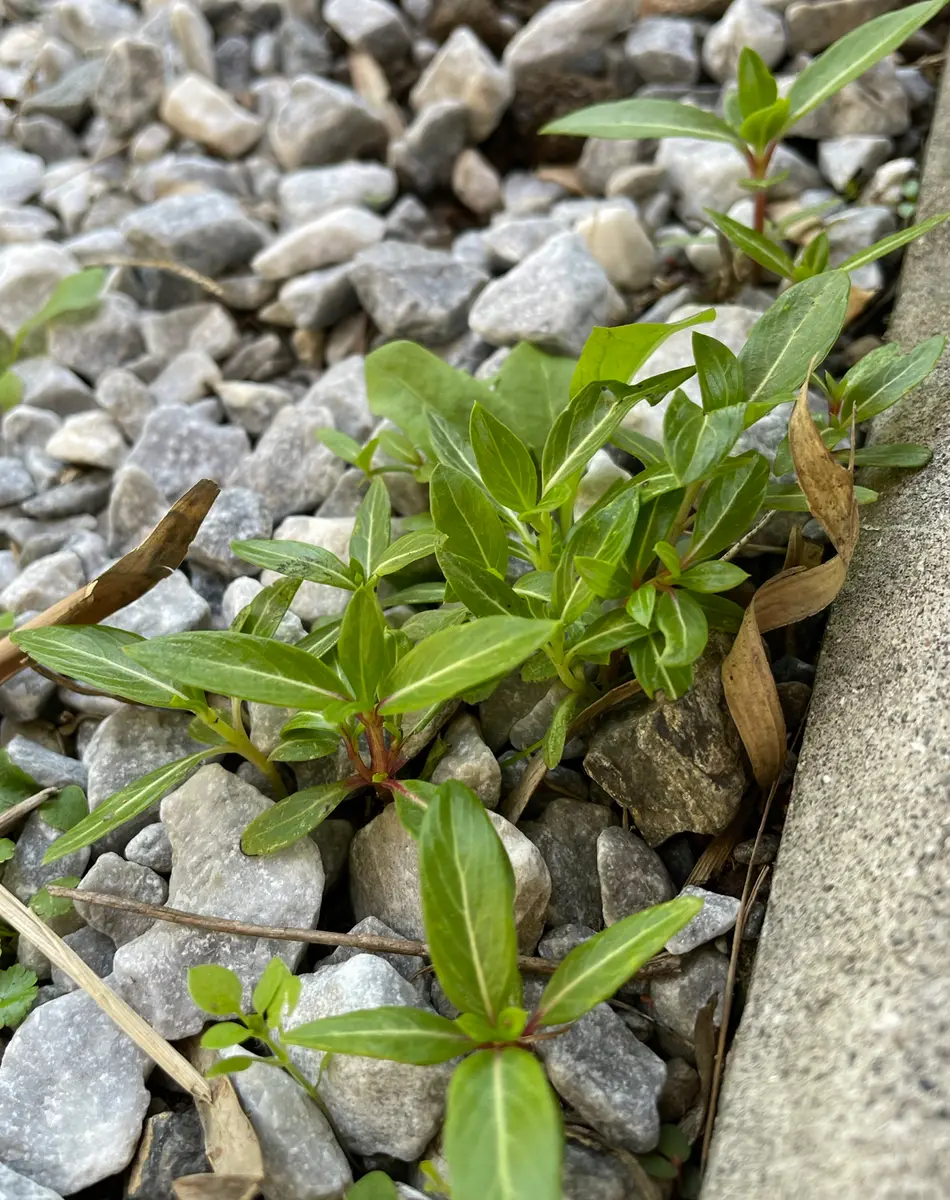 こぼれ種／2021年～✍｜そだレポ（栽培レポート）byまったりセーメェ