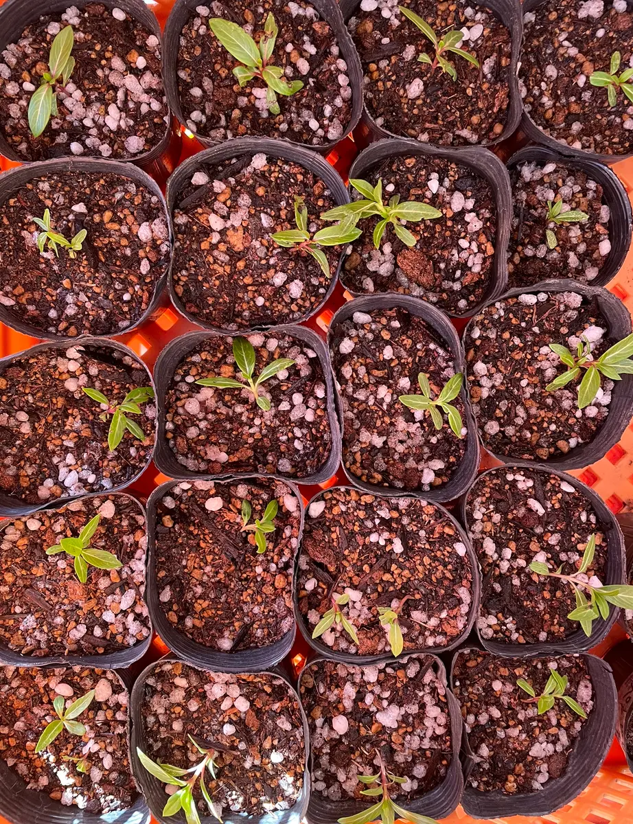 こぼれ種／2021年～✍｜そだレポ（栽培レポート）byまったりセーメェ