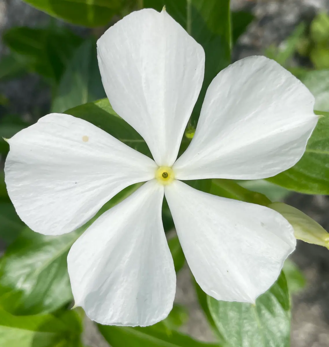 こぼれ種／2021年～✍｜そだレポ（栽培レポート）byまったりセーメェ