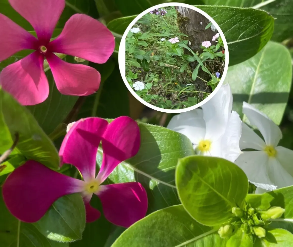 こぼれ種／2021年～✍｜そだレポ（栽培レポート）byまったりセーメェ