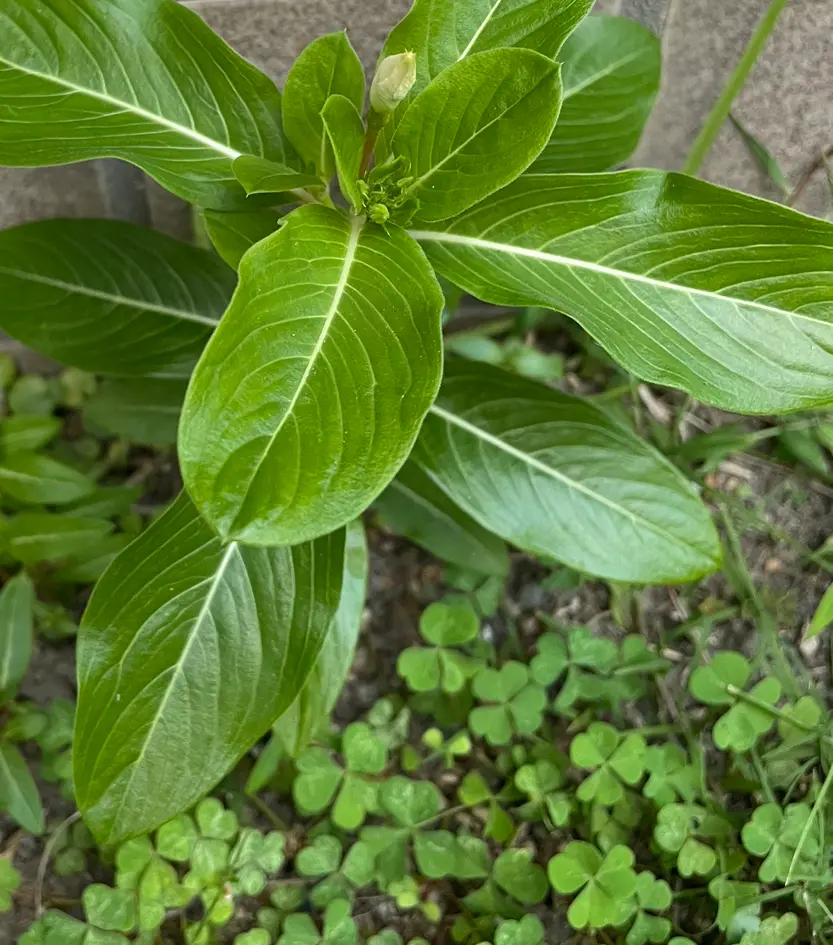 こぼれ種／2021年～✍｜そだレポ（栽培レポート）byまったりセーメェ