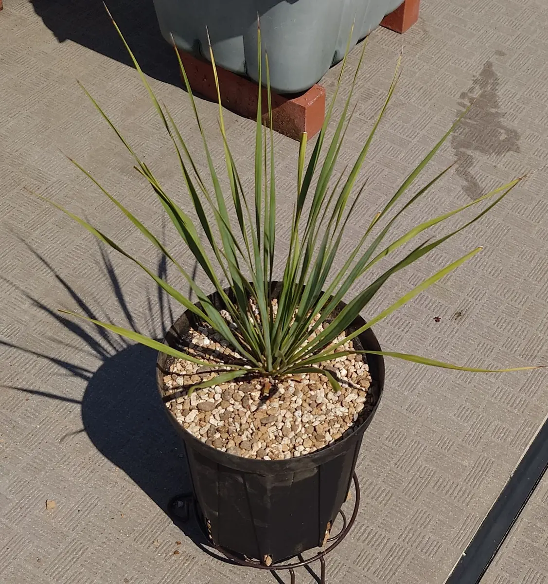 ユッカ トンプソニアーナ Yucca Thompsoniana ロストラータ