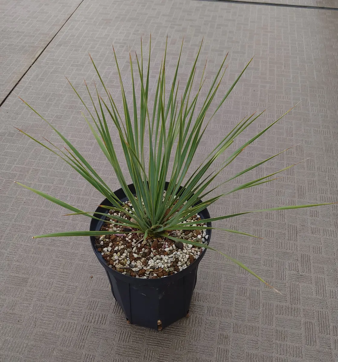 ユッカロストラータの成長｜そだレポ（栽培レポート）byにょむら