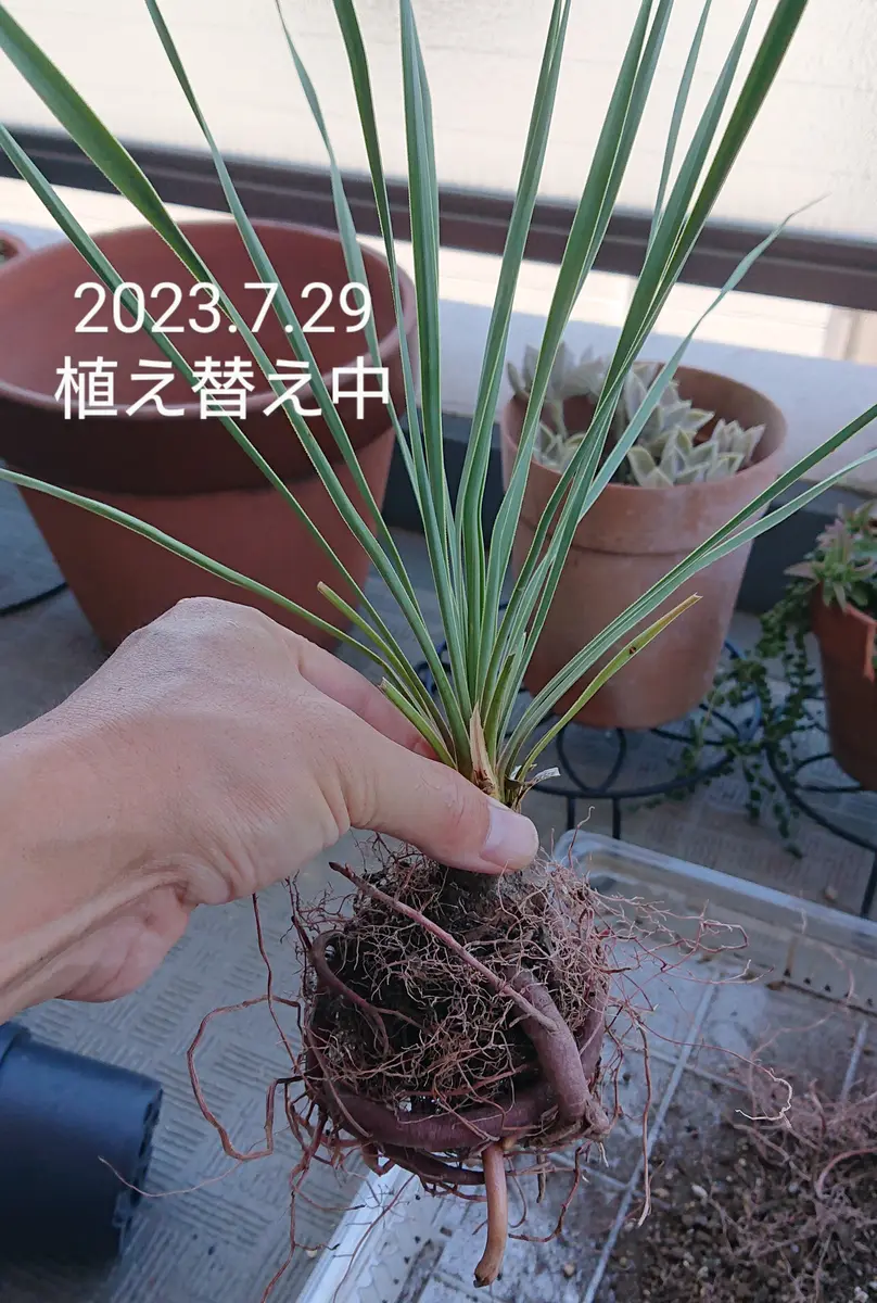 ユッカロストラータの成長｜そだレポ（栽培レポート）byにょむら