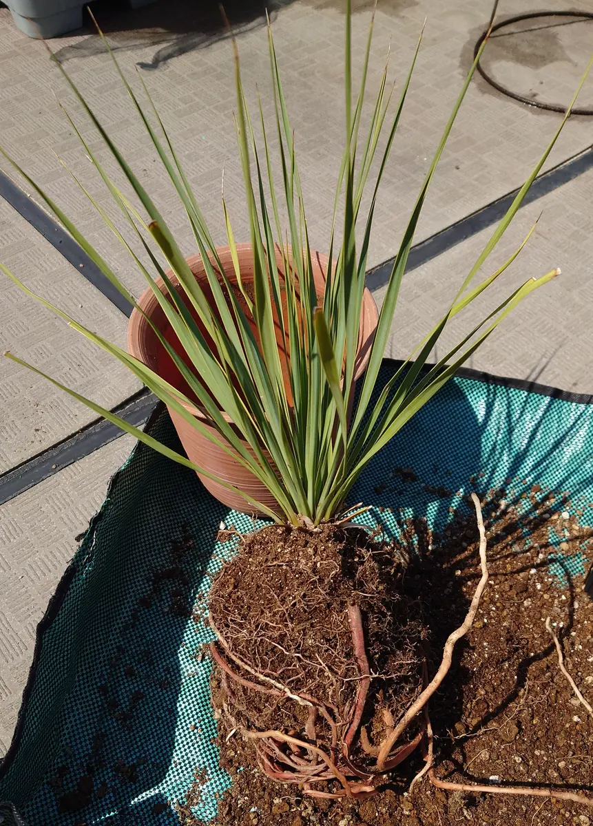 ユッカロストラータの成長｜そだレポ（栽培レポート）byにょむら