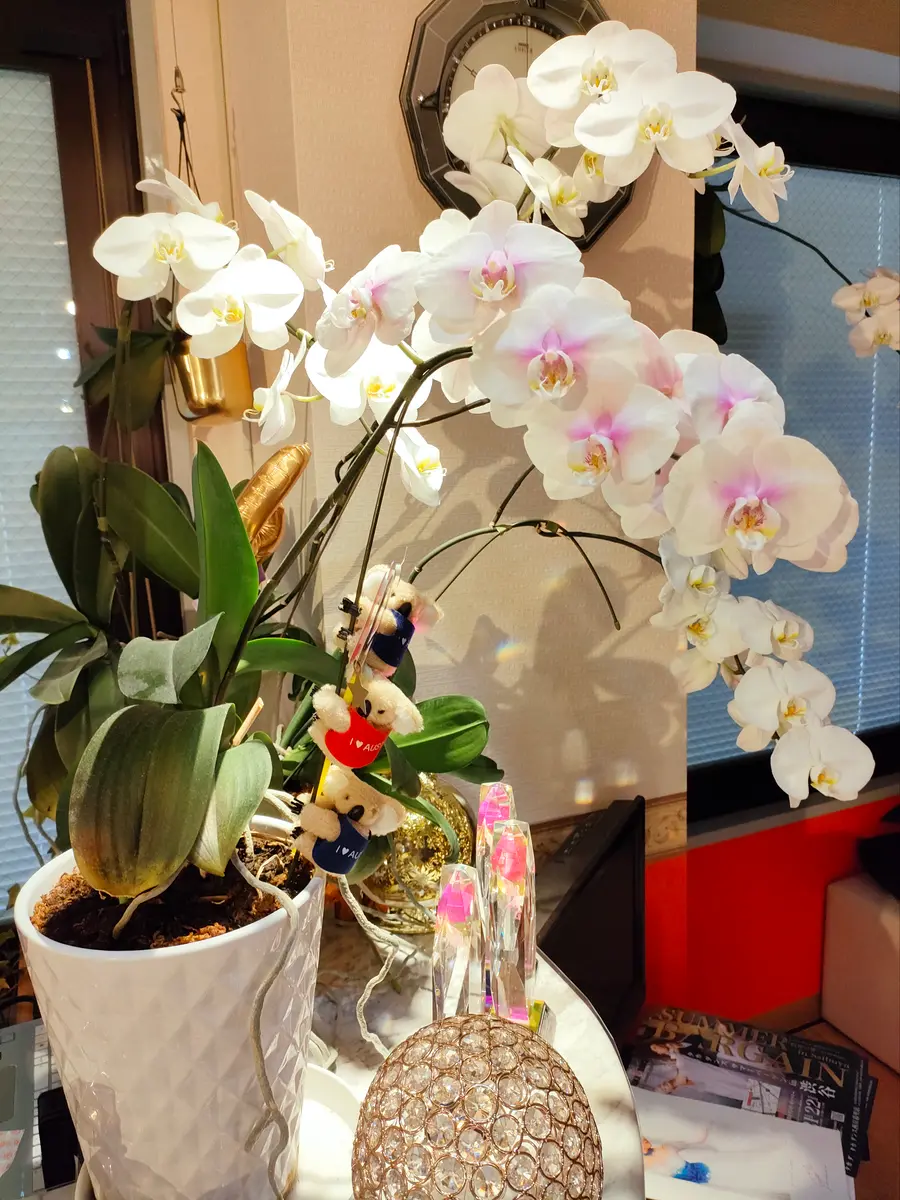 胡蝶蘭 株のみ 花後 来期開花見込み 良株 室内向き 胡蝶蘭49 どんな株