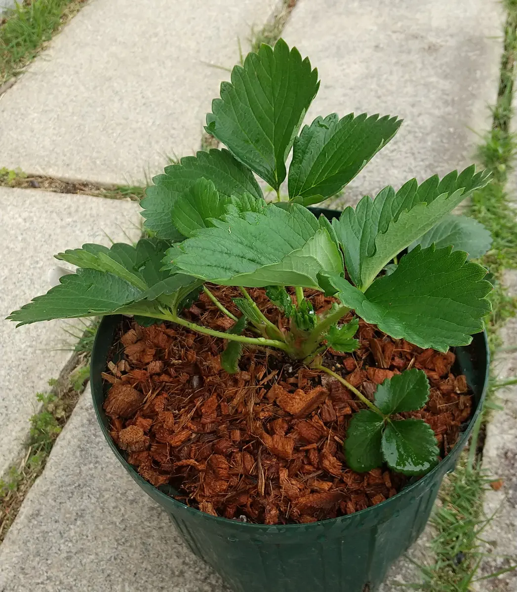 イチゴ🍓の脇芽を挿し木して苗作り｜そだレポ（栽培レポート）byもず