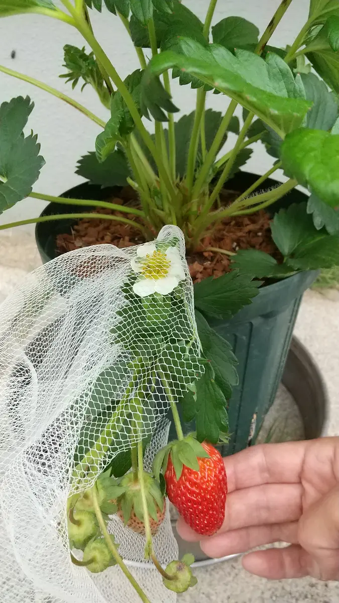イチゴ🍓の脇芽を挿し木して苗作り｜そだレポ（栽培レポート）by