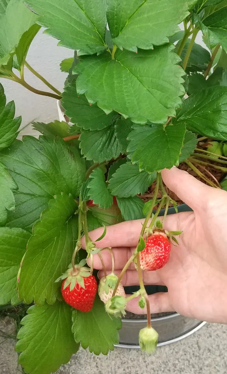 イチゴ🍓の脇芽を挿し木して苗作り｜そだレポ（栽培レポート）byもず