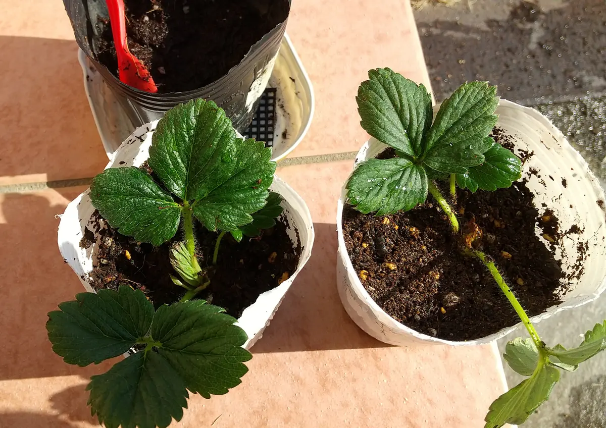 イチゴ🍓の脇芽を挿し木して苗作り｜そだレポ（栽培レポート）byもず